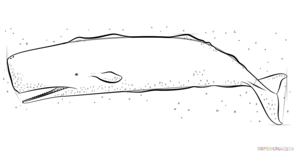 Раскраска кит Кашалот