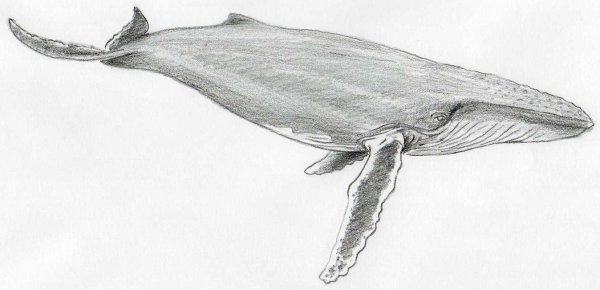 Гренландский кит рисунок