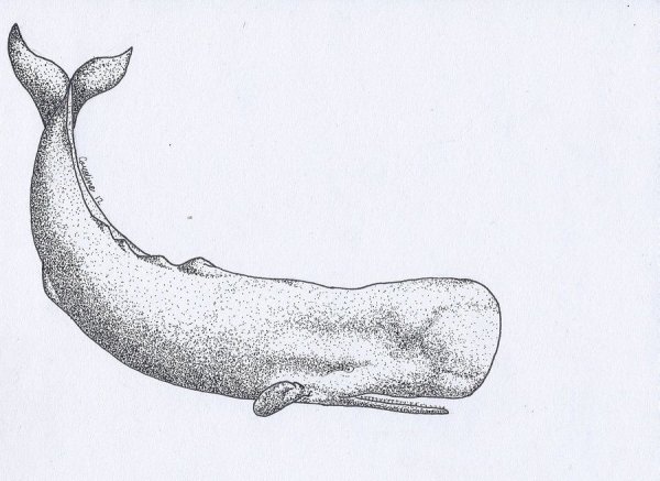 Левиафан Мелвилла