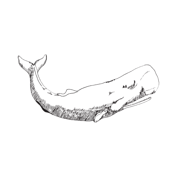 Кашалот нарисовать