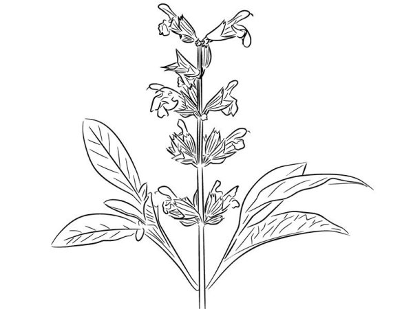 Folium Salviae