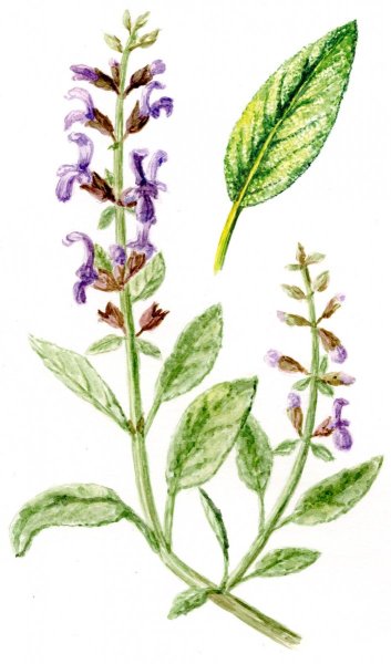 Salvia officinalis гербарий