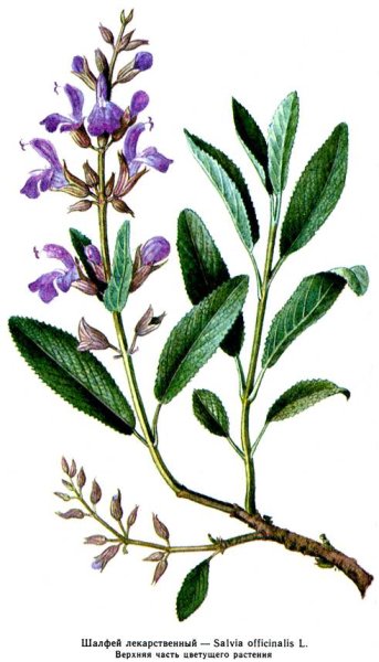 Шалфей лекарственный фармакогноз