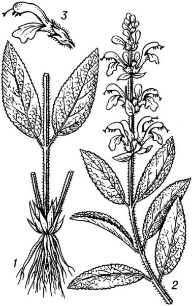 Шалфей лекарственный Фармакогнозия