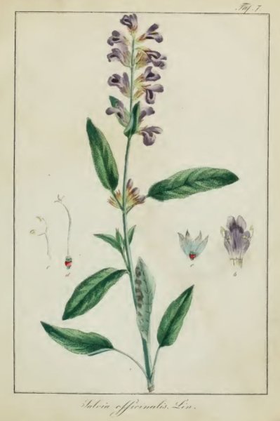 Сальвия оффициналис