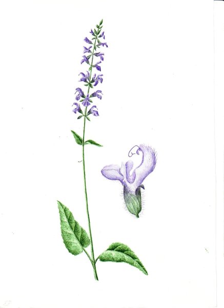 Шалфей лекарственный гербарий