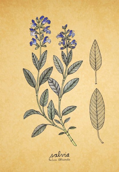 Шалфей вектор