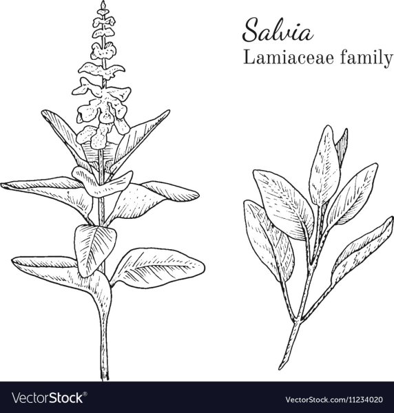 Шалфей карандашом