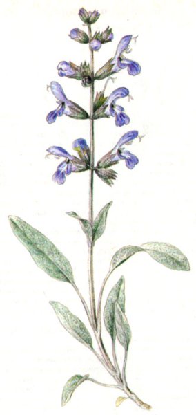 Львиный зев ботаника