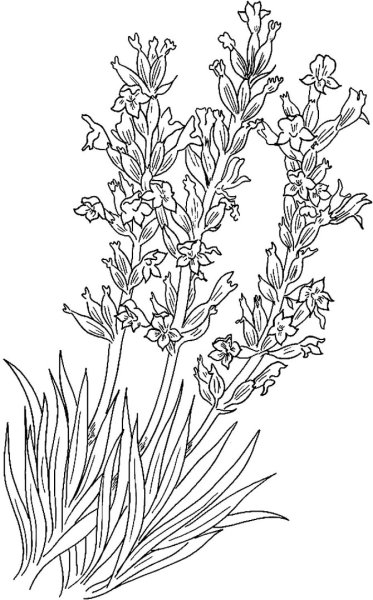 Salvia officinalis Ботаническая иллюстрация