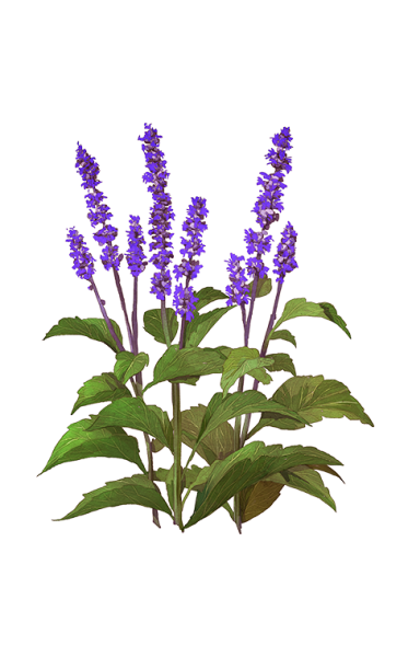 Salvia officinalis Ботанический рисунок