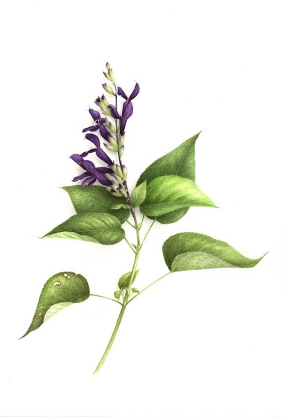 Сальвия шалфей Ботаническая иллюстрация