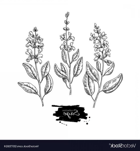 Basilicum officinalis