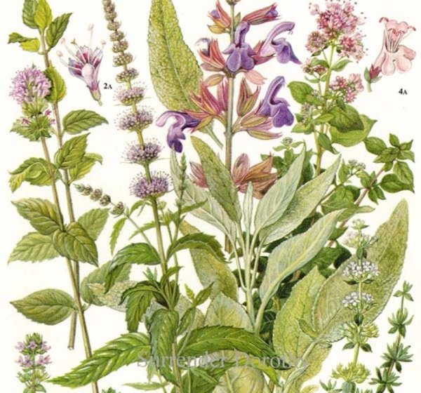 Шалфей контур