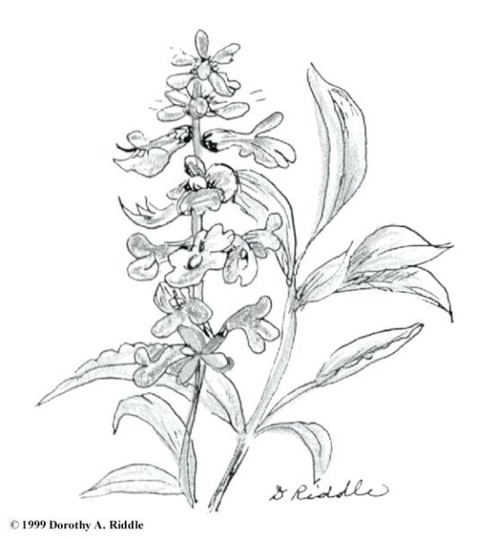 Стебель шалфея лекарственного