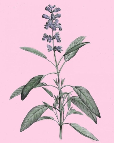 Шалфей мутовчатый рисунок