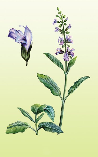 Лаванда узколистная аромат Прованса