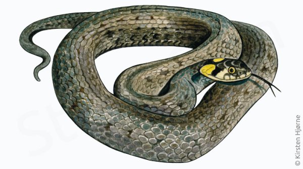 Уж обыкновенный на белом фоне