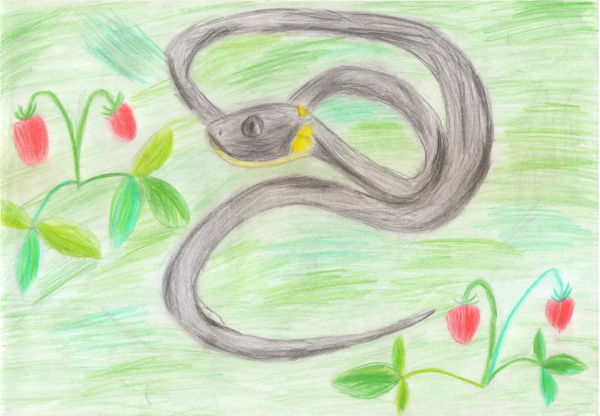 Ушинский гадюка иллюстрации