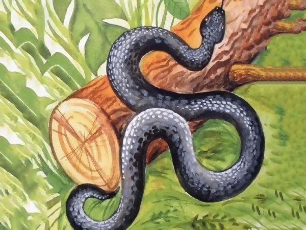 Гадюка Константин Ушинский