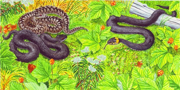 Гадюка рисунок