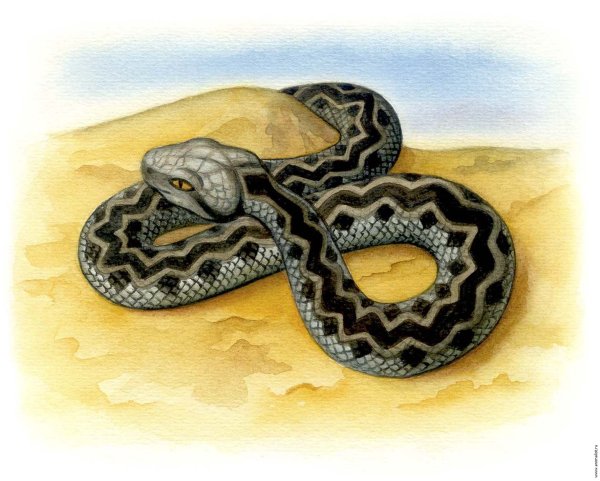 Уж картинка для детей