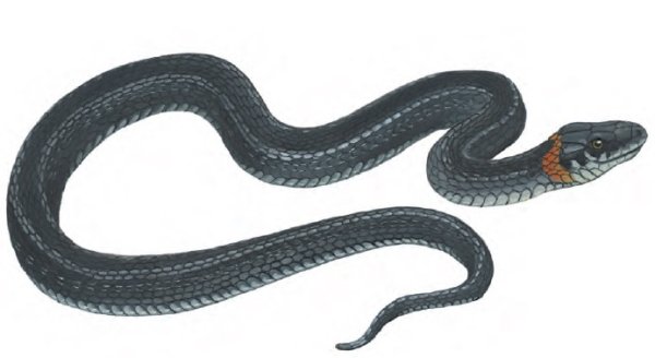 Уж обыкновенный на белом фоне