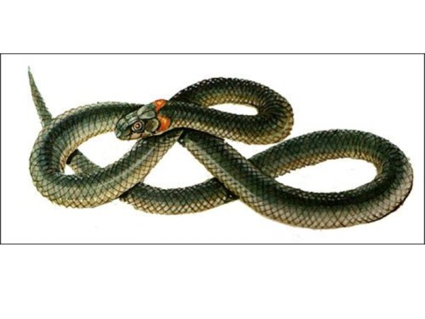 Уж обыкновенный для детей