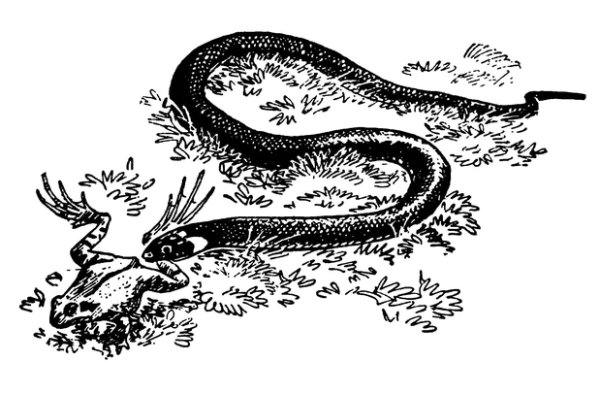 Уж обыкновенный рисунок