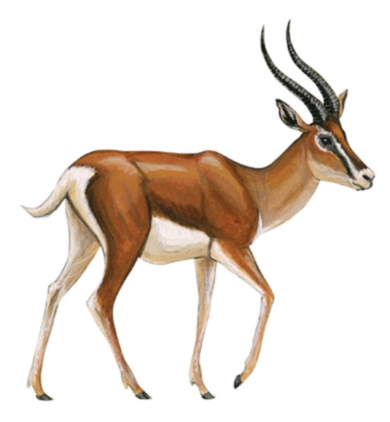 Газель животное для детей