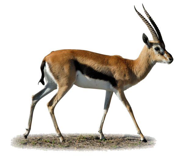 Антилопа Спрингбок Импала