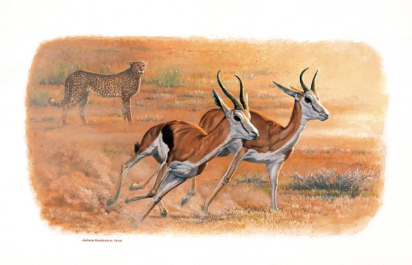Сен-Санс антилопы иллюстрация
