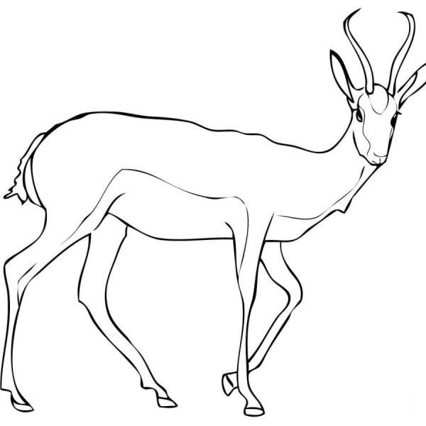 Антилопа Спрингбок