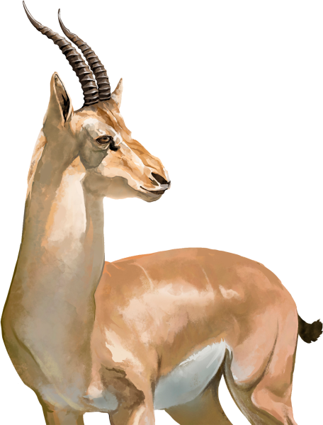 Антилопа Спрингбок