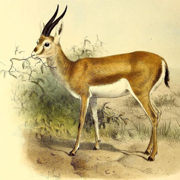 Gazella cuvieri