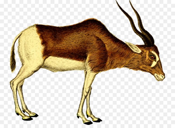 Вилорогу (вилорогая антилопа)