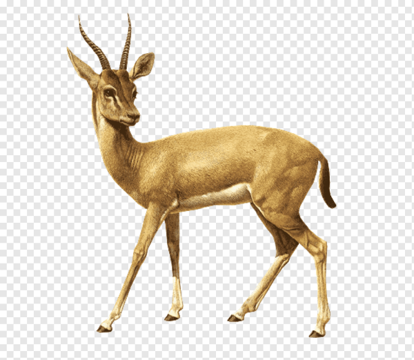 Антилопа для детей