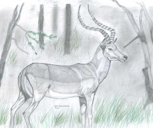 Антилопа набросок