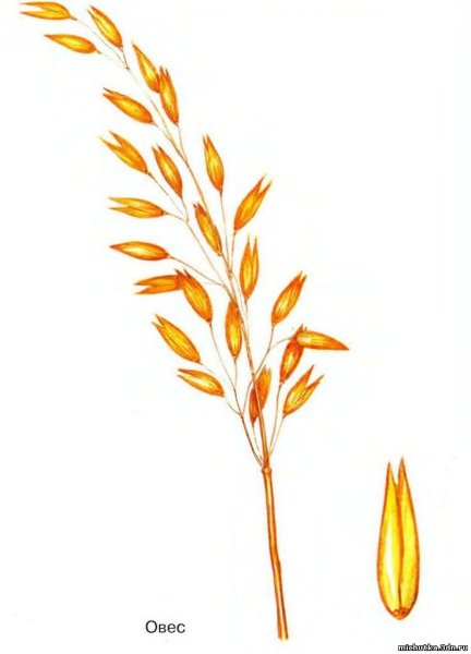Овес рожь пшеница колосья