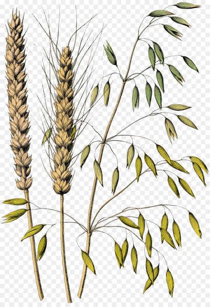 Колосок овса