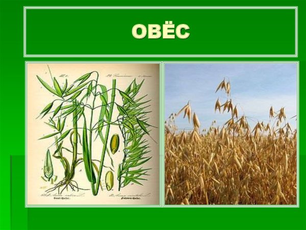 Овес для детей