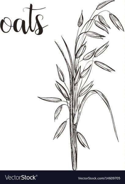 Овес раскраска