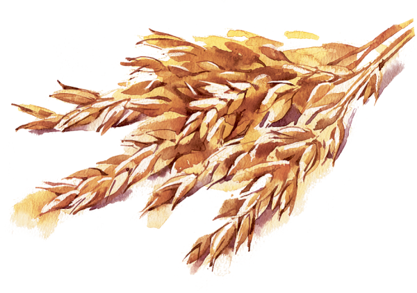 Колосок овса