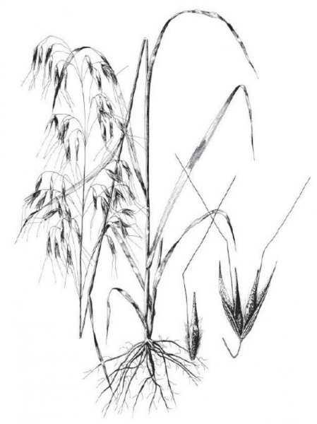 Овес раскраска