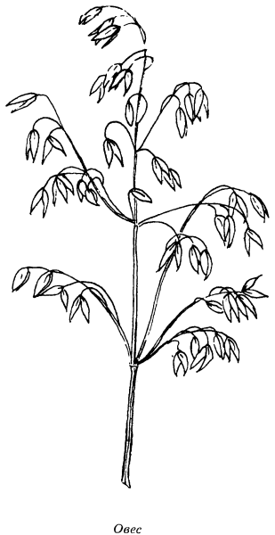 Овес раскраска для детей