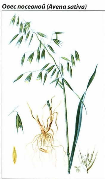 Овес посевной (Avena Sativa)
