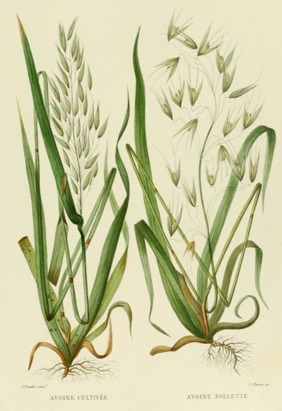 Овес обыкновенный (Avena Sativa рис