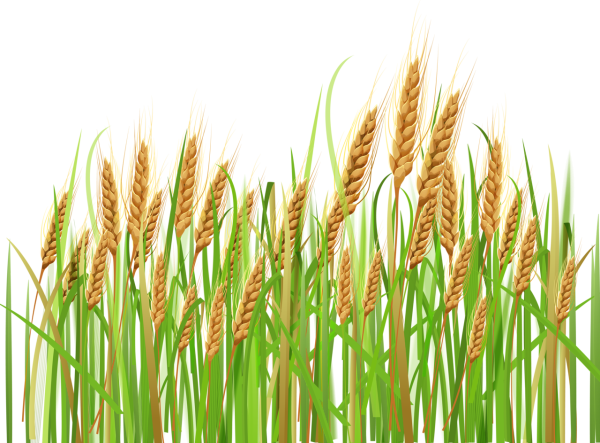 Колосок пшеницы