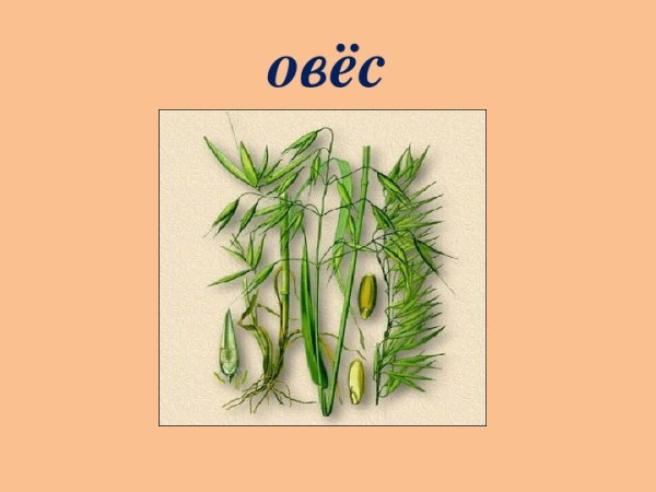 Овес с подписью
