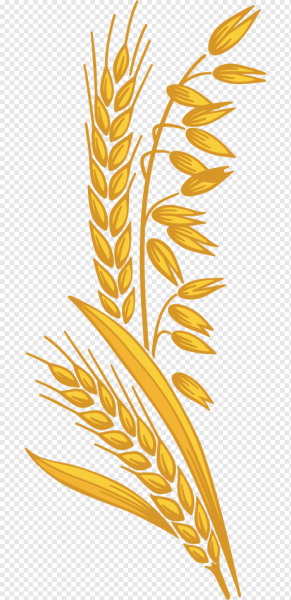 Колосок овса